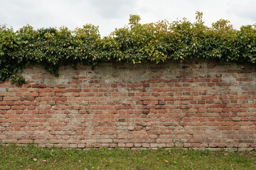 Eine alte rote Ziegel-Mauer (Textur / Hintergrund / Deko) - unten wächst grünes Gras / Wiese, oben ist die Mauer mit grünem Efeu bewachsen