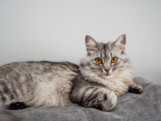 Portrait beautiful grey fluffy domestic cat with yellow eyes. Banner with place for text for veterinary clinics. The concept care of pets. Cat day. Ultimate gray color of the year 2021