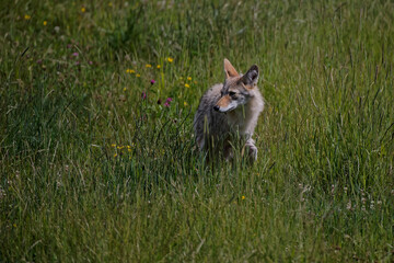 Naklejka na ściany i meble Coyote