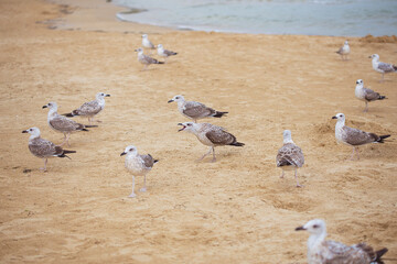 Gulls on the beautiful sandy beaches of Bulgaria Nessebar