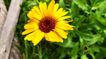 yellow flower in the garden