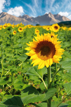 sunflower field in summer. blurred background of mountain ridge in the distance