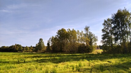 Fototapeta premium landscape with trees and sky