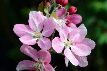 Ornamental trees: flowers of Japanese flowering crabapple (Malus floribunda)