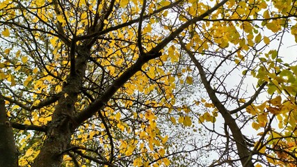 yellow leaves against blue sky