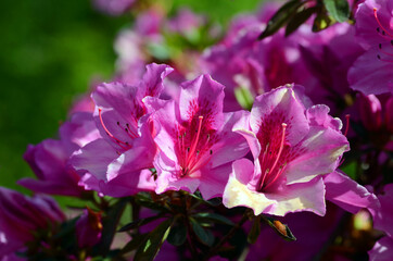 Azalea japonica "Hino crimson". Arboretum of the University of the Basque Country. Leioa, Spain