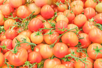 Food background light red tomatoes on green branches, pink vegetables close up