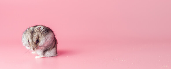 hamster dzhungarik evil treacherous on a pink background, copy space