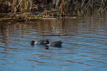 Green-Winged Teal foraging for food along the water in a wetlands at a wildlife refuge in New York.