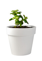 The houseplant is fat, with round green leaves, in a white flower pot. Isolated on a white background.