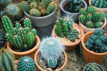 A variety of succulents and cacti for sale in the flower greenhouse