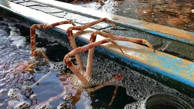 Japanese spider crabs in the aquarium handheld middle shot