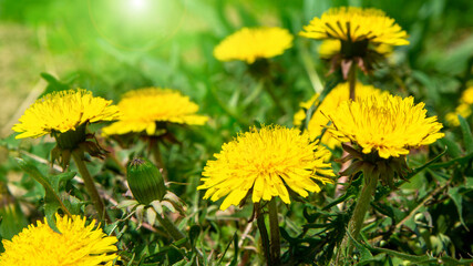  yellow blowball dandelion flowers, spring, summer on the green grass background