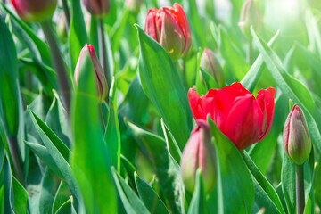 Red blossom tulip blowballs with sun reflection background