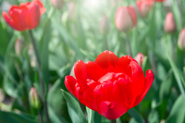 Fototapeta premium Red blossom tulip blowballs with sun reflection background