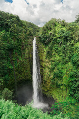 Fototapeta premium Akaka Falls State Park Wasserfall