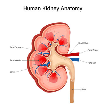 Inside view of human kidney anatomy isolated on white background. vector illustration.