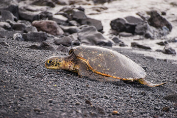 Meeresschildkröte am Punalu'u Beach Hawaii