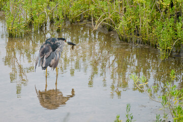 Reiher steht im Wasser und isst einen Fisch