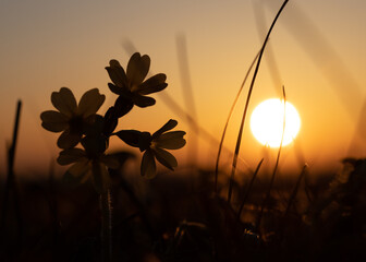 red sunset with plants silhouette in the foreground