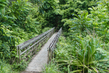 Br&uuml;cke durch den Wald auf dem Pipiwai Trail Maui