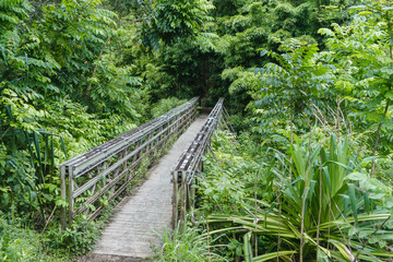 Brücke durch den Wald auf dem Pipiwai Trail Maui