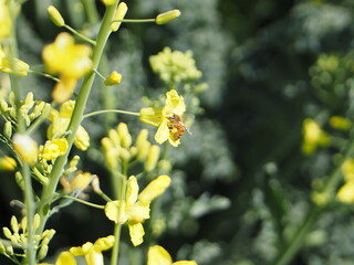 菜の花