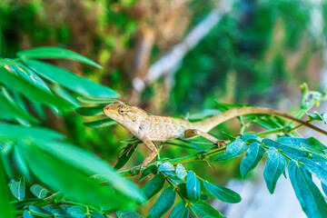 The chameleons on the tree in a nature background.
