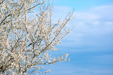 branches of a tree against the blue sky