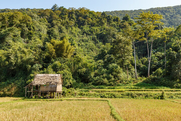 A bamboo hut in a rice paddy. Laos, Oudomxay Province