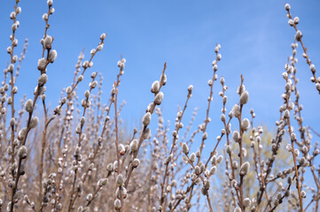 Flowering willow branches against the blue spring sky on a sunny day. Palm Sunday. Space for text