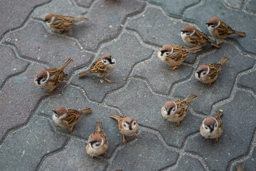 the group of sparrows is waiting for food