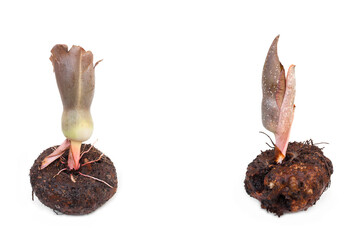 Amorphophallus konjac isolated on white background.
