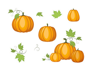 Orange pumpkins isolated on a white background. Set of autumn pumpkins with leaves vector design