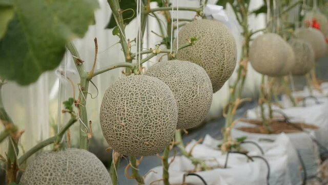 close up of fresh melon in a vegetable garden