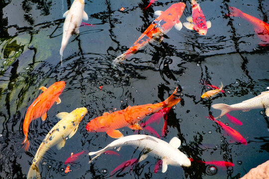 Koi Fish Pond