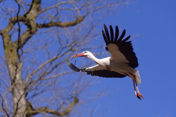 Cigogne blanche