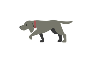 Hunting gray dog Weimaraner breed on a white background. Dog icon or logo element.Vector illustration. Flat style. Standard design of a Pointing Weimaraner, side view. Pet..