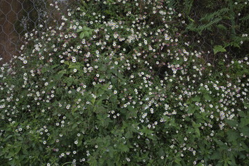 Vegetation in an urban park