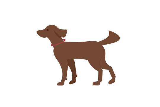 The hunting dog is an Irish red setter with a sports equipment on the neck-puller. Dog icon or logo element.Vector illustration. Flat style. Standard breed design, side view. Pet..