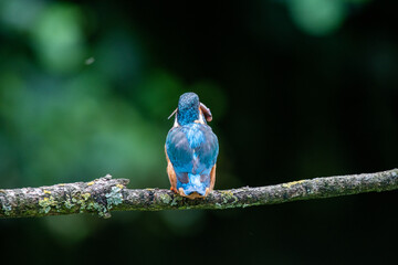 Kingfisher (Alcedo atthis) perched on a tree branch with a dark green background