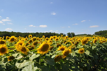 Obraz premium Sunflower field
