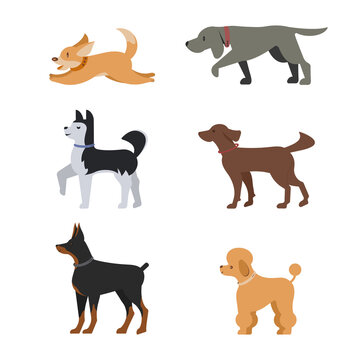 Set of different breeds of dogs in a flat style. Dog icon or logo element.Vector illustration. Standard breed design, side view. Cartoon character of a dog. Pet..