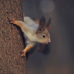 Cute little forest squirrel in the autumn forest