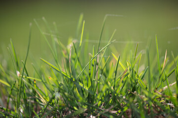 Meditation spot. Grass in sunlight. Nature at its finest. Spider web in sunlight.
