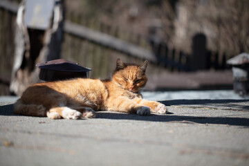 Obraz premium Lazy Cat sunbathing. Lazyness at its finest.