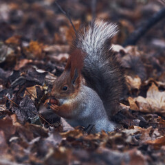 Naklejka na ściany i meble Cute little forest squirrel in the autumn forest