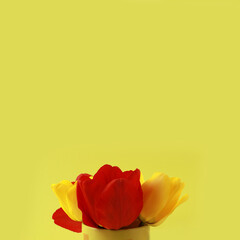 Red and yellow tulips on a yellow background