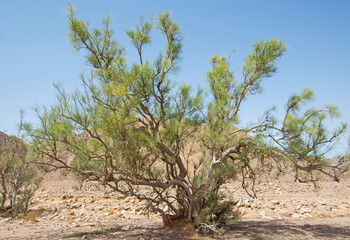 Fototapeta na wymiar Barren desert landscape in hot climate with acacia tree