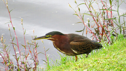 Green Heron Hunting
